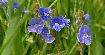 Veronica Beccabunga (Brooklime)